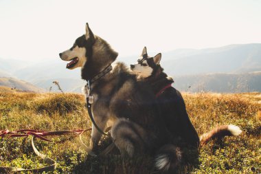İki Siberian dış yapraklar Ukrayna Karpatlar yayılıyor. Dağ silsilesi. Siyah ve beyaz köpek sevimli Husky. İki köpek oyunu.