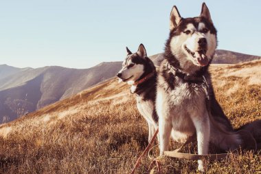 İki Siberian dış yapraklar Ukrayna Karpatlar yayılıyor. Dağ silsilesi. Siyah ve beyaz köpek sevimli Husky. İki köpek oyunu.