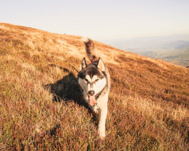 Siberian dış yapraklar Ukrayna Karpatlar yayılıyor. Dağ silsilesi. Siyah ve beyaz köpek sevimli Husky.