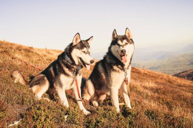 İki Siberian dış yapraklar Ukrayna Karpatlar yayılıyor. Dağ silsilesi. Siyah ve beyaz köpek sevimli Husky. İki köpek oyunu.