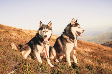 İki Siberian dış yapraklar Ukrayna Karpatlar yayılıyor. Dağ silsilesi. Siyah ve beyaz köpek sevimli Husky. İki köpek oyunu.