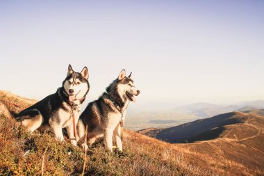İki Siberian dış yapraklar Ukrayna Karpatlar yayılıyor. Dağ silsilesi. Siyah ve beyaz köpek sevimli Husky. İki köpek oyunu.