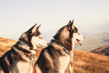 İki Siberian dış yapraklar Ukrayna Karpatlar yayılıyor. Dağ silsilesi. Siyah ve beyaz köpek sevimli Husky. İki köpek oyunu.