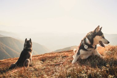 İki Siberian dış yapraklar Ukrayna Karpatlar yayılıyor. Dağ silsilesi. Siyah ve beyaz köpek sevimli Husky. İki köpek oyunu.