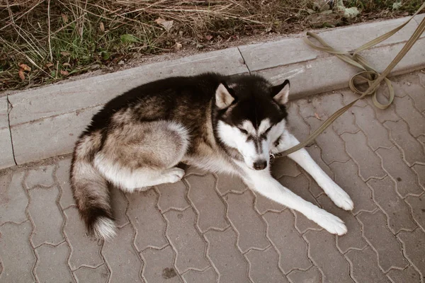 Siberian Husky Lie Relax Black White Dog Cute Husky — Stock Photo, Image