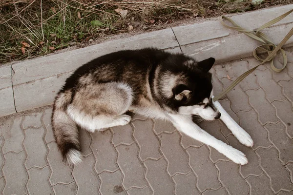 Siberian Husky Lie Relax Black White Dog Cute Husky — Stock Photo, Image