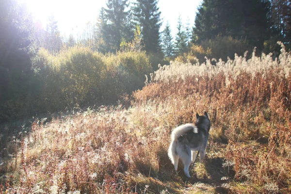 Siberische Husky Reist Naar Oekraïense Karpaten Bergketen Zwart Wit Hond — Stockfoto