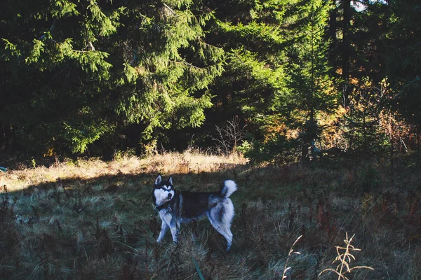 Siberische Husky Reist Naar Oekraïense Karpaten Bergketen Zwart Wit Hond — Stockfoto