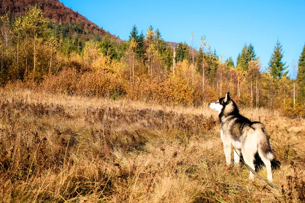 シベリアン ハスキーは ウクライナのカルパチア山脈に移動します 山の範囲 黒と白の犬かわいいハスキー — ストック写真