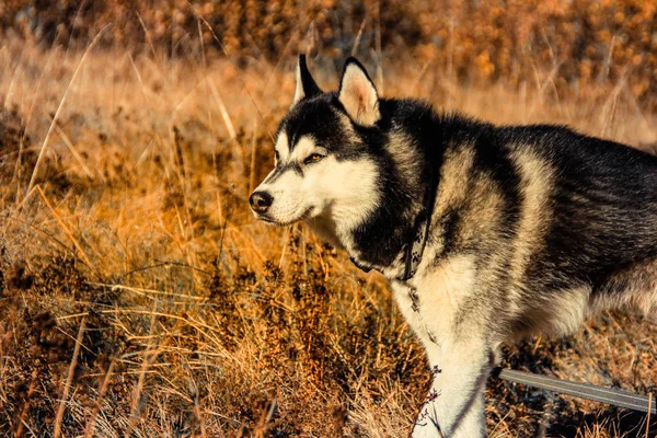 Husky Siberiano Viaja Los Cárpatos Ucranianos Cordillera Perro Blanco Negro — Foto de Stock