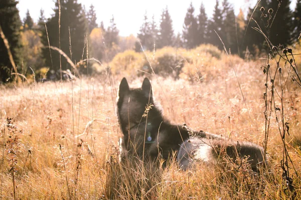 Husky Siberiano Viaja Los Cárpatos Ucranianos Cordillera Perro Blanco Negro —  Fotos de Stock