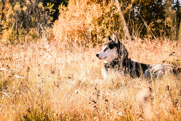 Husky Siberiano Viaja Los Cárpatos Ucranianos Cordillera Perro Blanco Negro —  Fotos de Stock