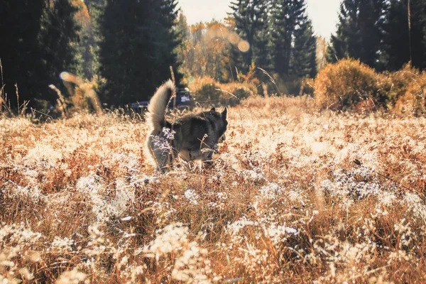 西伯利亚哈士奇前往乌克兰的喀尔巴阡山脉 黑白狗可爱赫斯基 — 图库照片