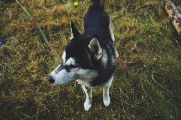 シベリアン ハスキーは ウクライナのカルパチア山脈に移動します 山の範囲 黒と白の犬かわいいハスキー — ストック写真