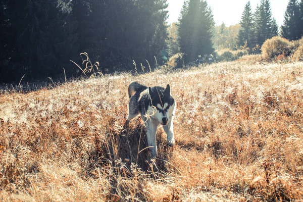 Siberian Husky Travels Ukrainian Carpathians Mountain Range Black White Dog — Stock Photo, Image