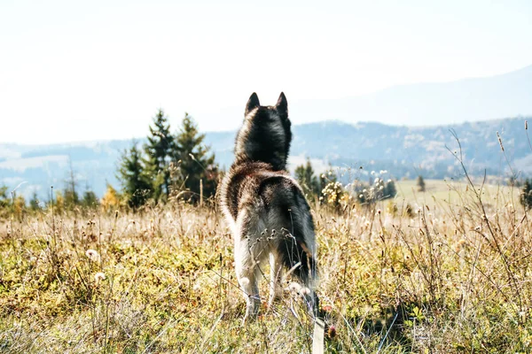 Сибірський Хаски Подорожує Українських Карпат Гірський Хребет Чорно Біла Собака — стокове фото