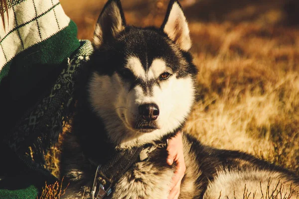 Husky Siberiano Viaja Para Cárpatos Ucranianos Cordilheira Cão Preto Branco — Fotografia de Stock