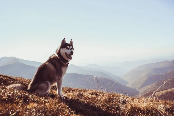 Σιβηρία Σκύλος Χάσκεϋ Ταξιδεύει Ουκρανικά Καρπάθια Οροσειρά Μαύρο Και Άσπρο — Φωτογραφία Αρχείου