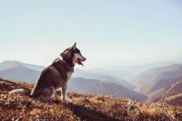 シベリアン ハスキーは ウクライナのカルパチア山脈に移動します 山の範囲 黒と白の犬かわいいハスキー — ストック写真