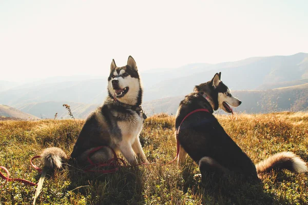 Dos Husky Siberianos Viajan Por Los Cárpatos Ucranianos Cordillera Perro — Foto de Stock