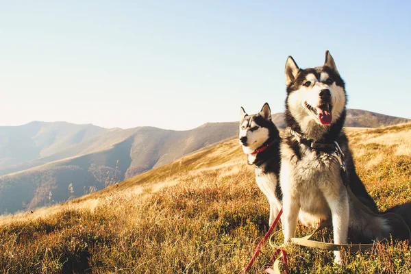 つのシベリアン ハスキーは ウクライナのカルパチア山脈を移動します 山の範囲 黒と白の犬がかわいいハスキー 匹の犬のゲーム — ストック写真