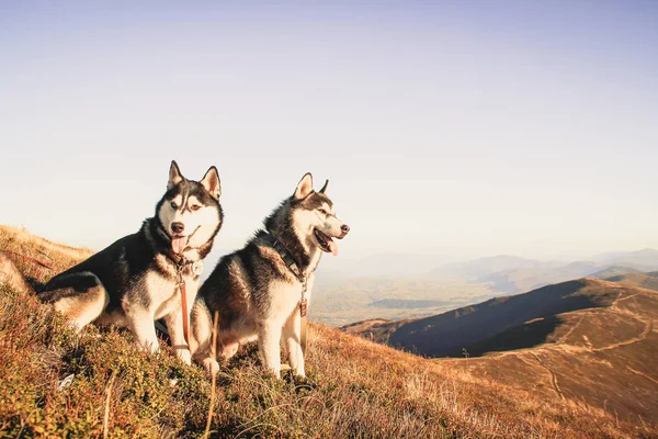 つのシベリアン ハスキーは ウクライナのカルパチア山脈を移動します 山の範囲 黒と白の犬がかわいいハスキー 匹の犬のゲーム — ストック写真