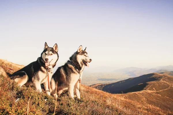 Dos Husky Siberianos Viajan Por Los Cárpatos Ucranianos Cordillera Perro — Foto de Stock