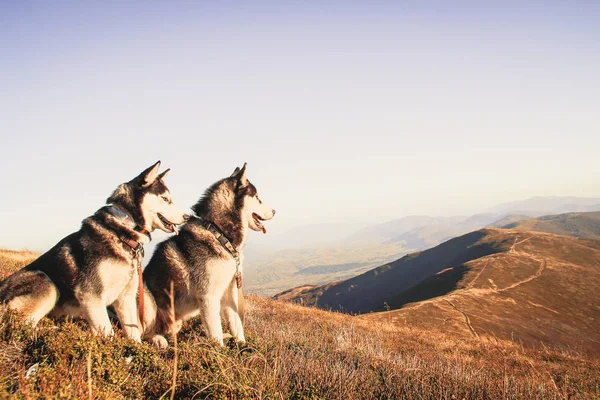 Dos Husky Siberianos Viajan Por Los Cárpatos Ucranianos Cordillera Perro — Foto de Stock