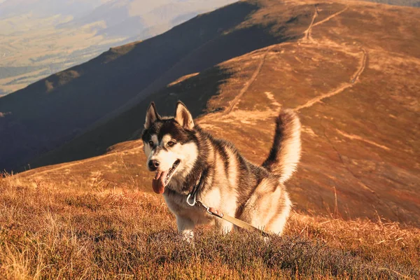 Husky Siberiano Viaja Los Cárpatos Ucranianos Cordillera Perro Blanco Negro — Foto de Stock