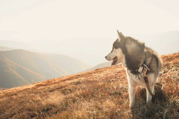 Husky Siberiano Viaja Para Cárpatos Ucranianos Cordilheira Cão Preto Branco — Fotografia de Stock