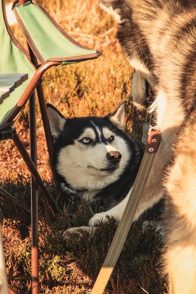 Deux Husky Sibériens Voyagent Dans Les Carpates Ukrainiennes Mountain Range — Photo