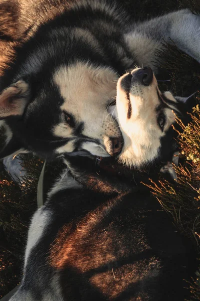 Dvě Sibiřský Husky Cestuje Ukrajinské Karpaty Horské Pásmo Černá Bílá — Stock fotografie