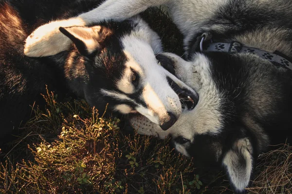 两个西伯利亚哈士奇旅行乌克兰的喀尔巴阡山脉 黑白狗可爱哈士奇 两只狗的游戏 — 图库照片