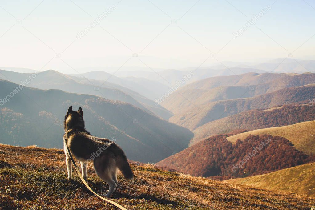 The Siberian Husky travels to the Ukrainian Carpathians. Mountain Range. Black and white dog Cute Husky.