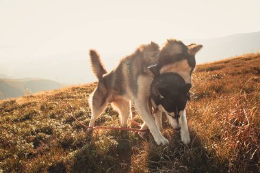 İki Siberian dış yapraklar Ukrayna Karpatlar yayılıyor. Dağ silsilesi. Siyah ve beyaz köpek sevimli Husky. İki köpek oyunu.