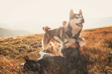 İki Siberian dış yapraklar Ukrayna Karpatlar yayılıyor. Dağ silsilesi. Siyah ve beyaz köpek sevimli Husky. İki köpek oyunu.