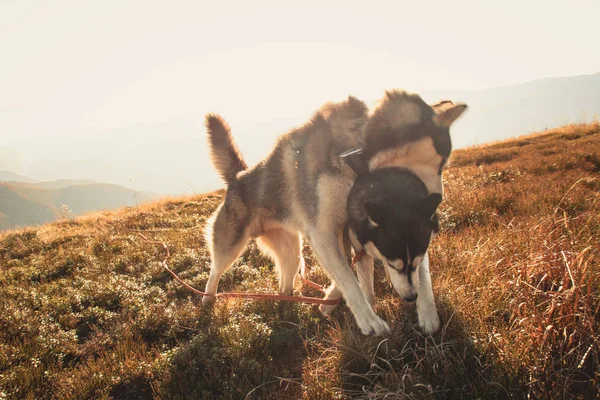 Due Siberiani Husky Viaggia Carpazi Ucraini Montagna Cane Bianco Nero — Foto Stock