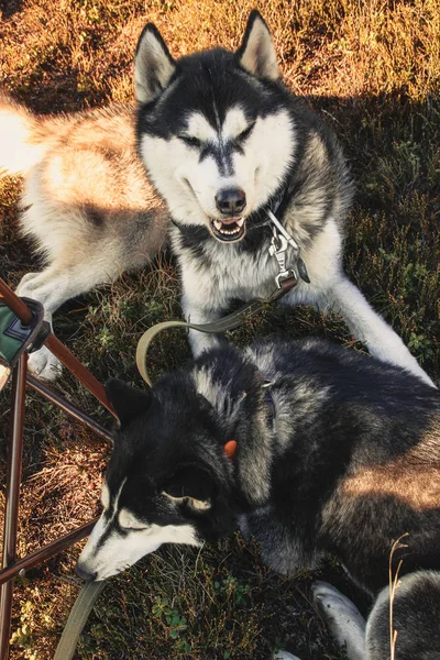 Twee Siberische Husky Reist Oekraïense Karpaten Bergketen Zwart Wit Hond — Stockfoto