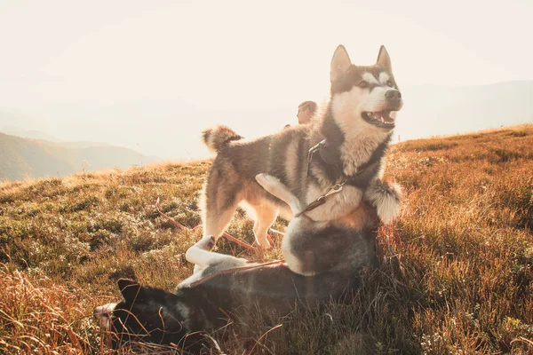 Dos Husky Siberianos Viajan Por Los Cárpatos Ucranianos Cordillera Perro — Foto de Stock