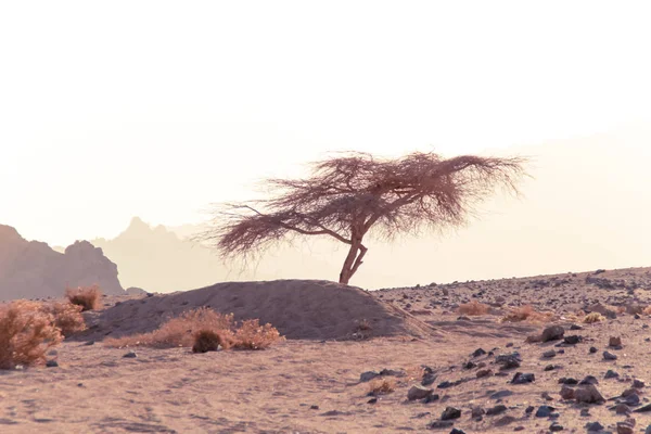 Mısır Çölde Sharm Sheikh Kum Kum Borkhan Rock Günbatımı Çölde — Stok fotoğraf