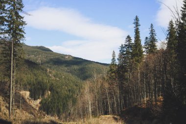 Ukrayna dili Karpat Dağları geç sonbaharda. Dağlara giden yol. Seyahat.