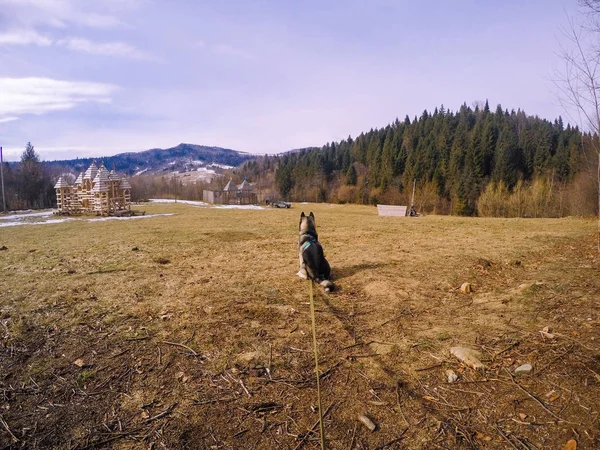 Cachorrito Raza Husky Pasea Bosque Otoño Viajar Los Cárpatos Ucranianos —  Fotos de Stock