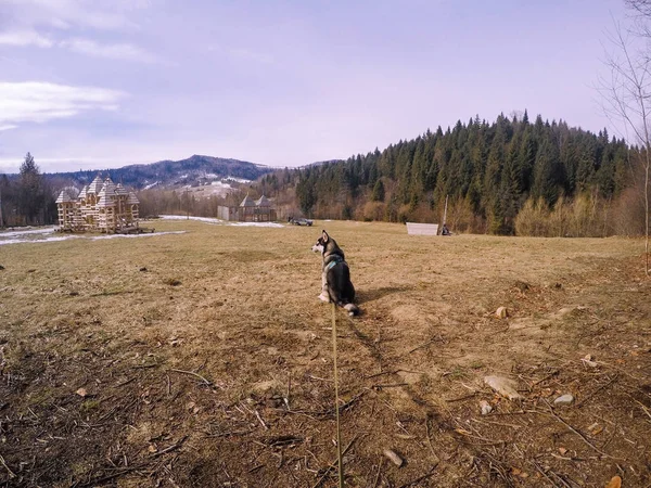 Cachorrito Raza Husky Pasea Bosque Otoño Viajar Los Cárpatos Ucranianos —  Fotos de Stock
