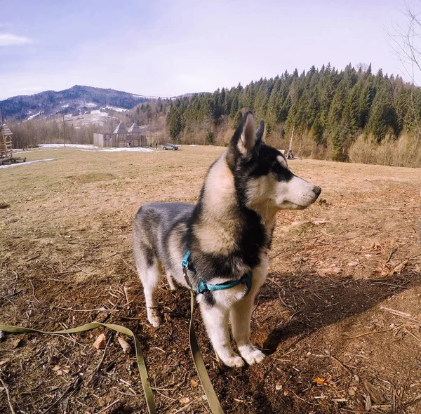 ハスキー犬の子犬は 秋の森を歩く ウクライナのカルパチア山脈への旅行します 甘い犬 — ストック写真
