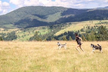 Husky yürüyüş doğada. Kız iki köpek ile oynuyor. Köpekler ile seyahat. Karpatlar Ukraynalı dağlarında. Dağlara seyahat.