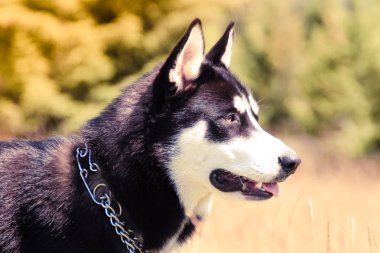 Husky yürüyüş doğada. Köpekler ile seyahat. Redaksiyon ikinci Direktörü Haski'nin doğada kirli. Karpatlar Ukraynalı dağlarında. Dağlara seyahat.