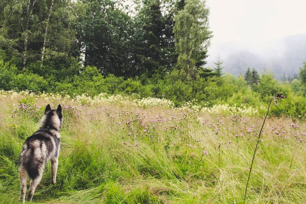 Husky Caminar Naturaleza Viajando Con Perros Sucio Haski Naturaleza Montañas — Foto de Stock