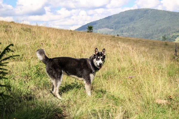 自然の中でハスキー散歩 犬をお連れします 自然の中で汚れた Haski カルパチア山脈のウクライナの山 山への旅します — ストック写真