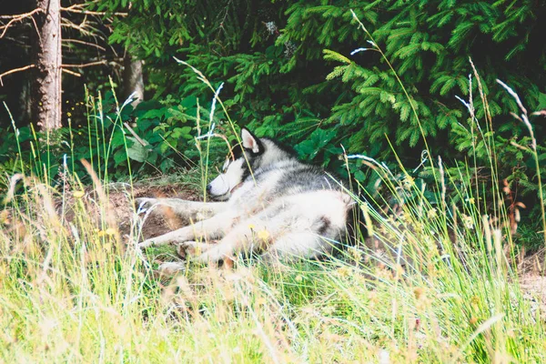 Husky Ходьби Природі Подорожі Собаками Брудні Haski Природі Українські Гори — стокове фото