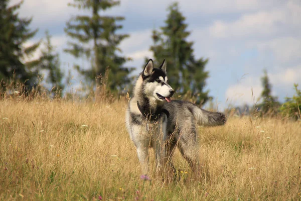 自然の中でハスキー散歩 犬をお連れします 自然の中で汚れた Haski カルパチア山脈のウクライナの山 山への旅します — ストック写真